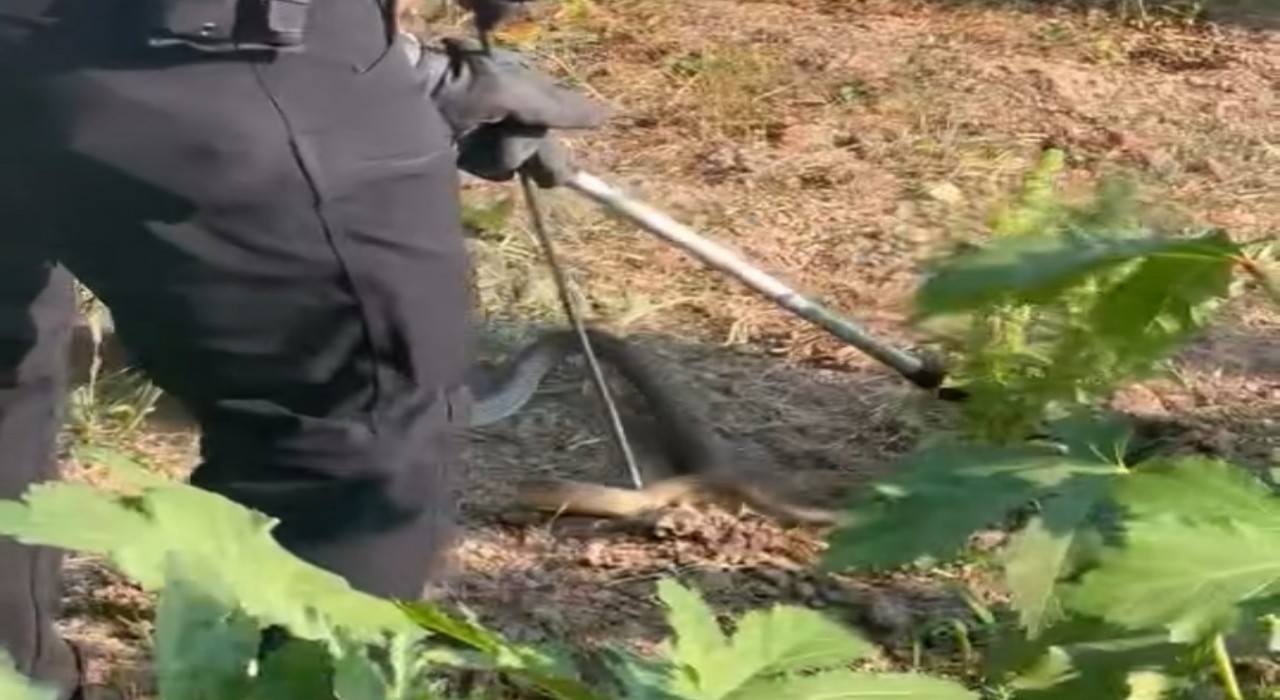 Evin bahçesinde korkutan yılanı itfaiye yakaladı