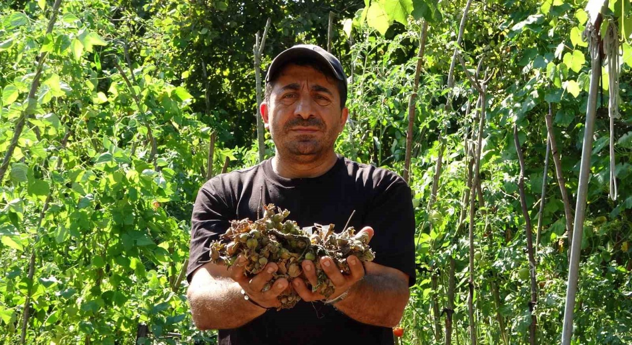 Fındığının çalındığını sandı, kamerada domuz çıktı
