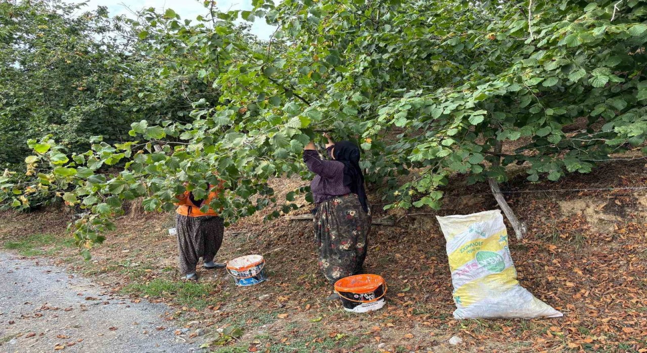 Fındık üreticileri hasat yapmaya başladı