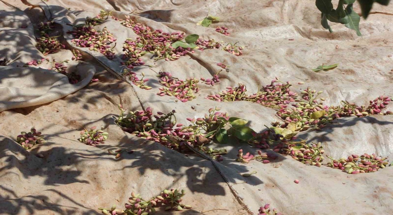 Fıstığın anavatanı Gaziantepte hasat başladı