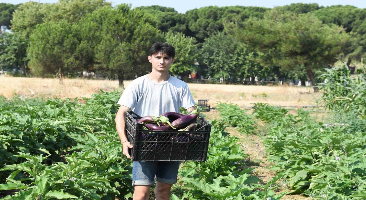 Gazi Tarımda hasat zamanı