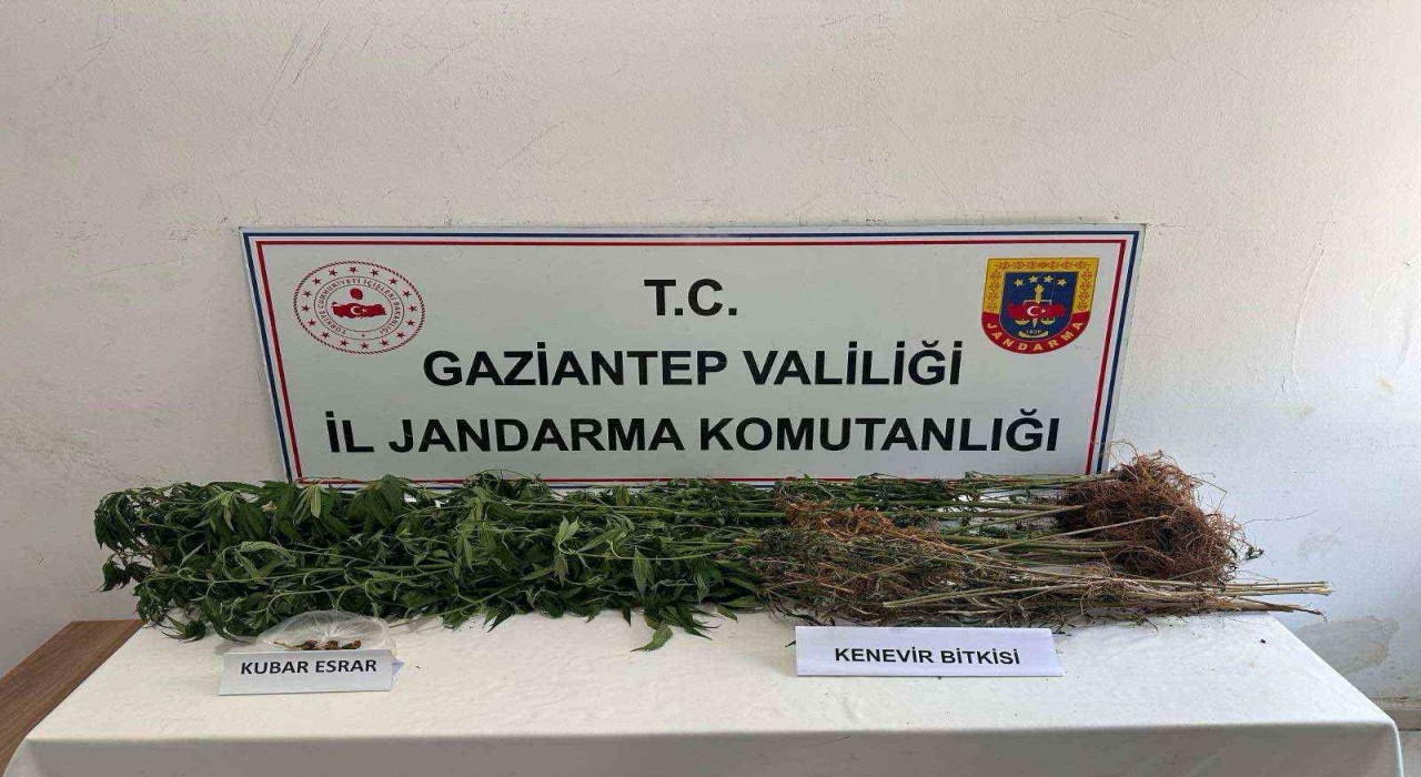 Gaziantepte 428 kök kenevir ele geçirildi: 5 şahıs tutuklandı