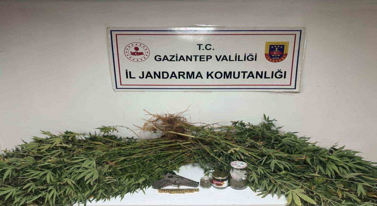 Gaziantepte 5 kilo esrar ile 178 kök kenevir ele geçirildi: 4 gözaltı