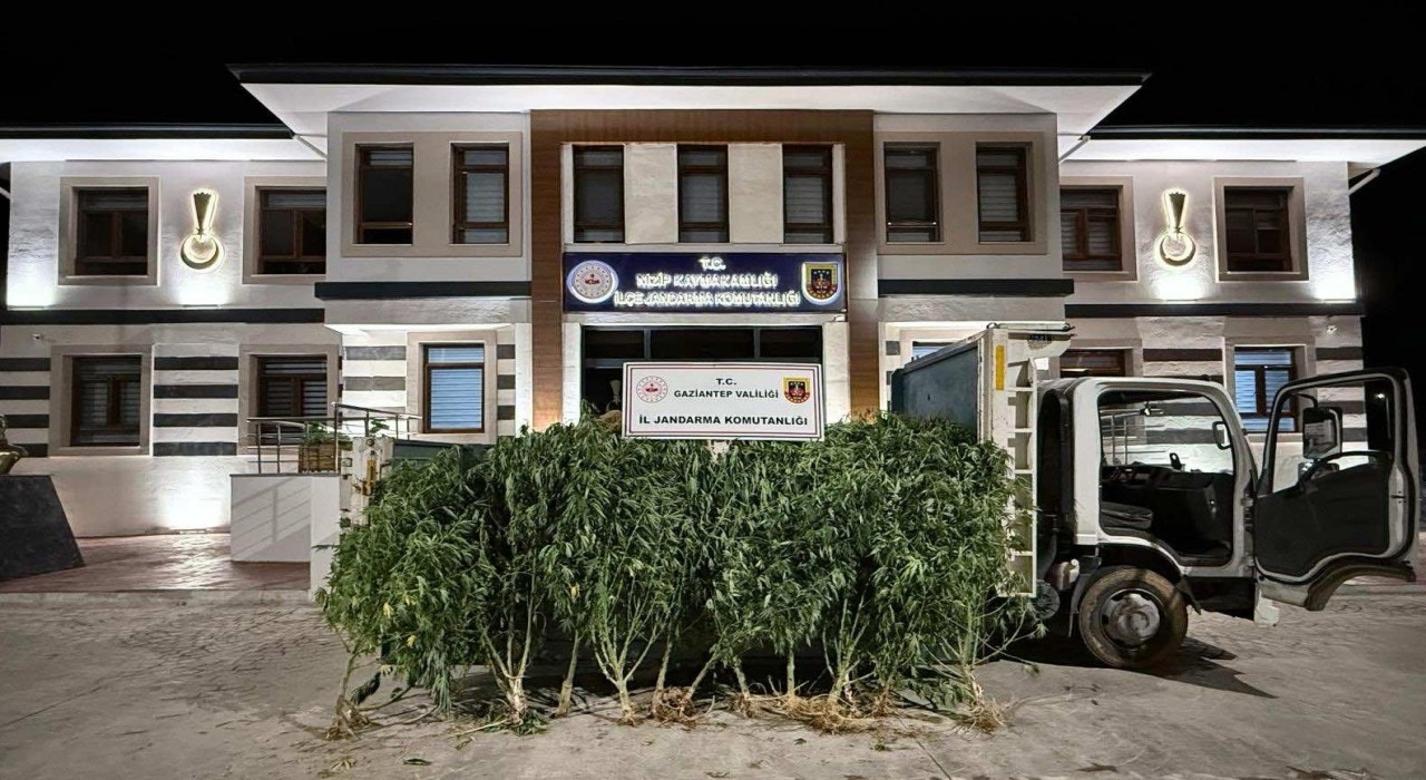 Gaziantepte 825 kök kenevir ele geçirildi: 2 şahıs tutuklandı