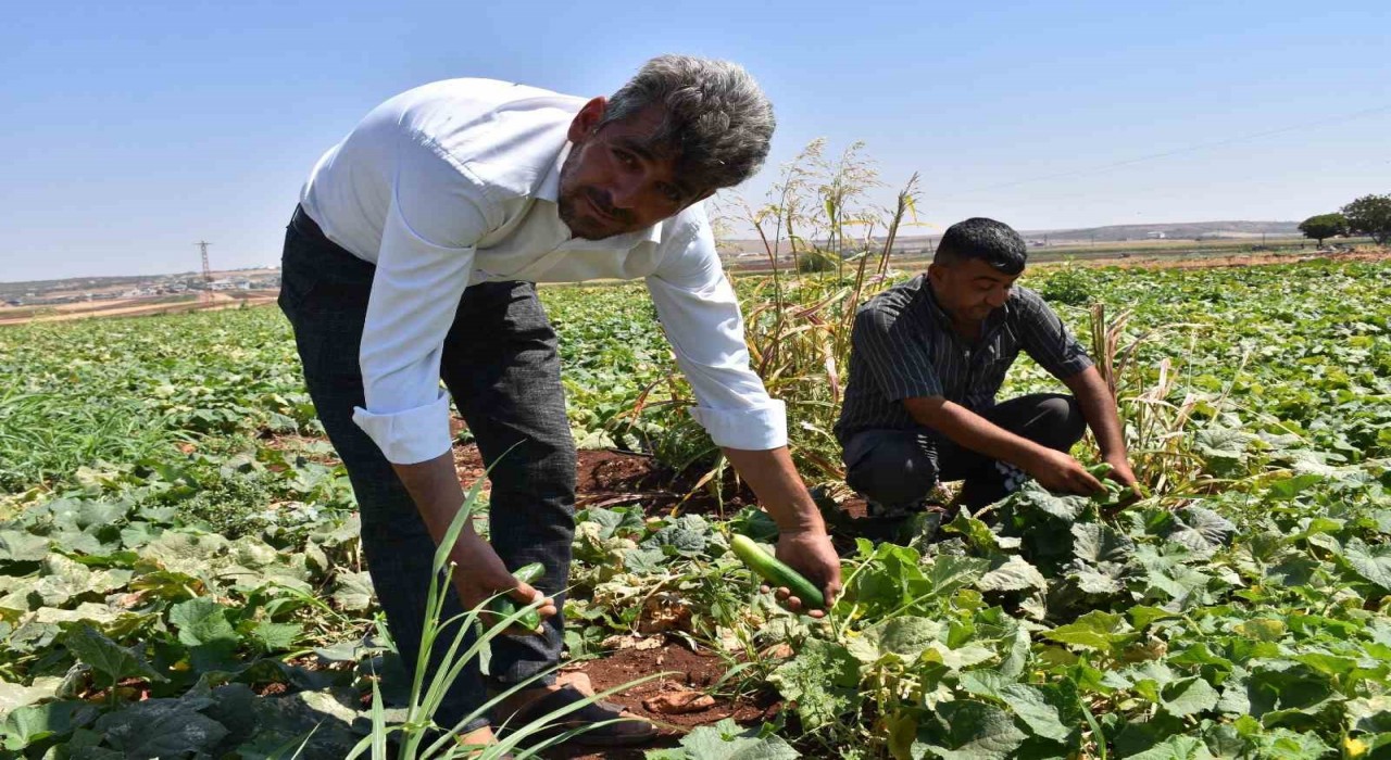 Gaziantepte domates, patlıcan ve biber hasadı başladı