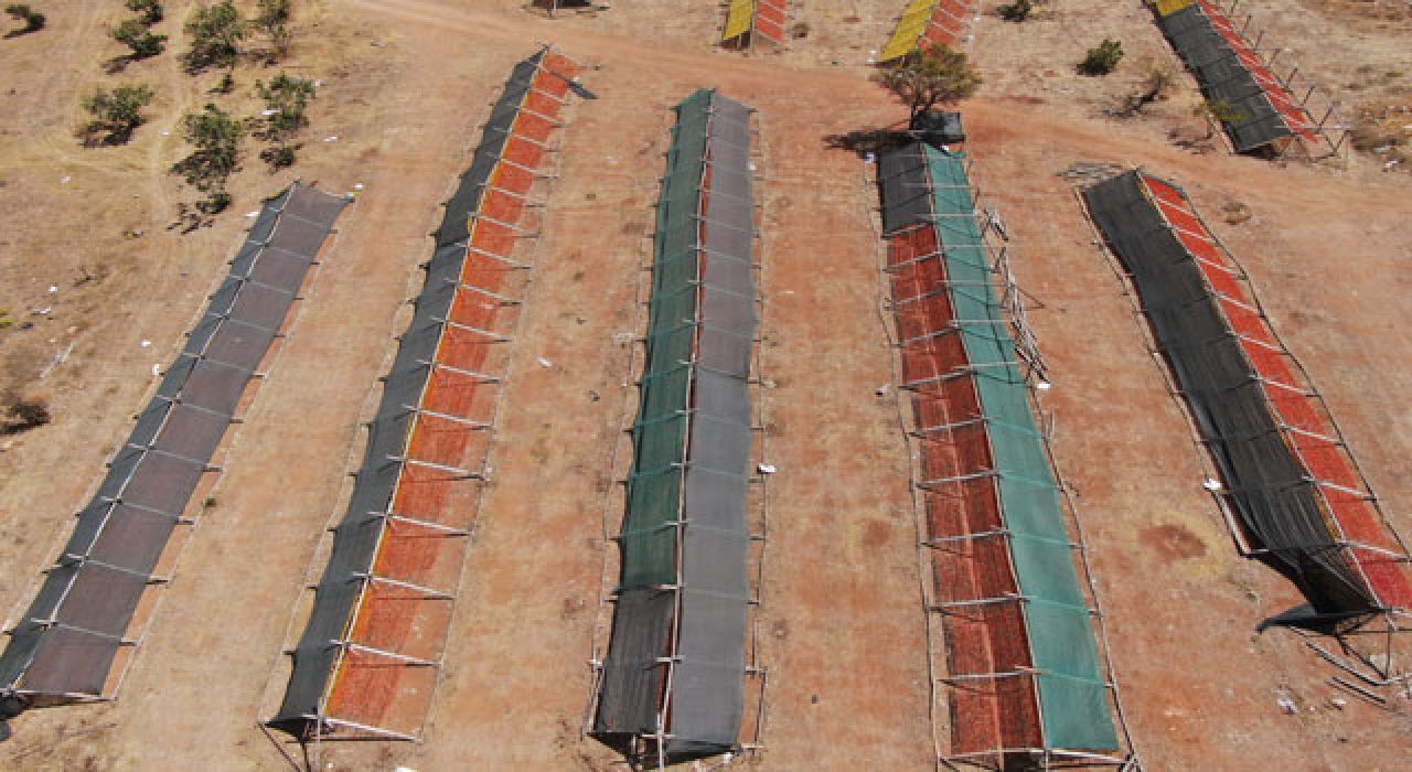 Gaziantep’te Kurutmalık Sebze Sezonu Renk Cümbüşü Oluşturdu