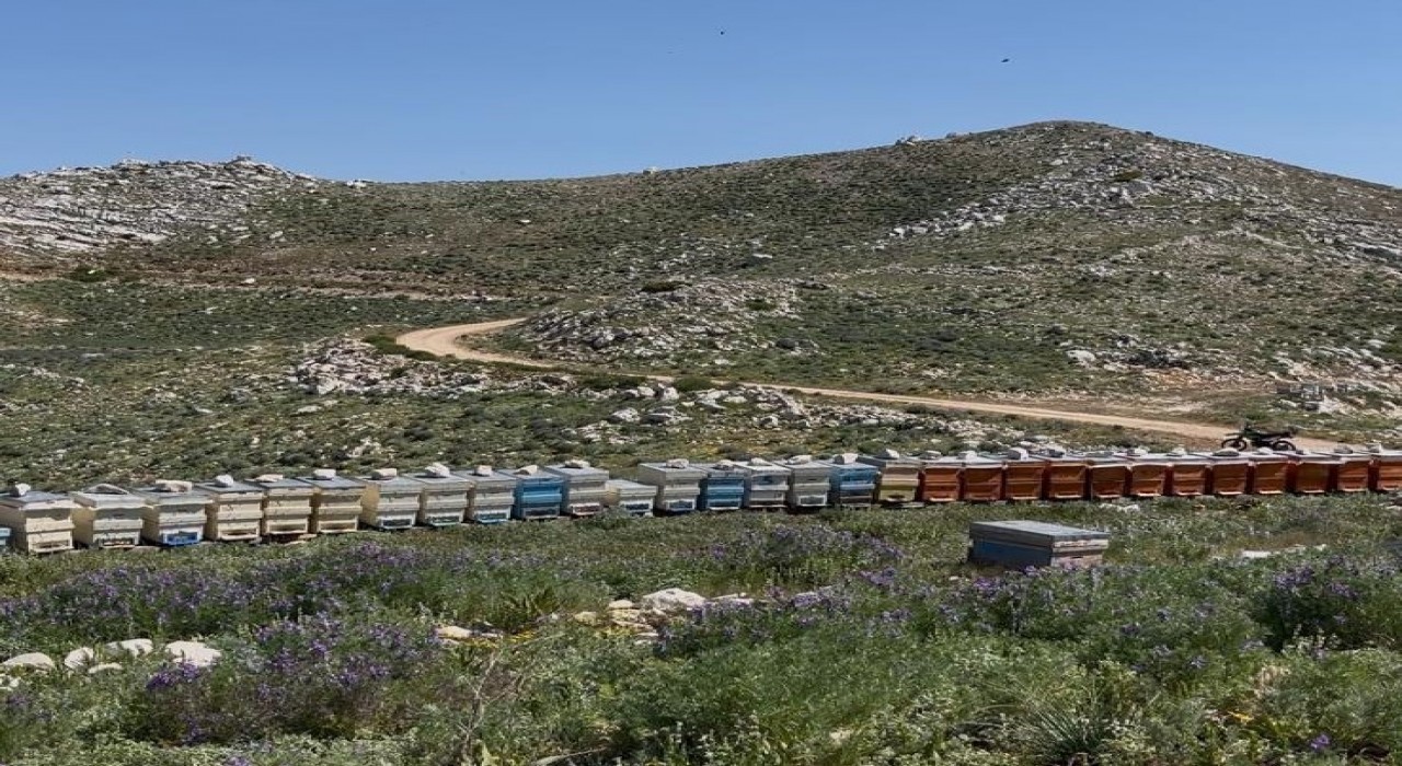 Gazipaşada 36 arı kovanı çalındı