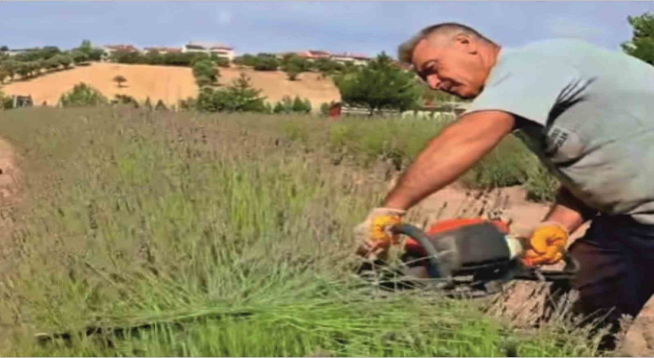 Gedizde lavanta hasadı başladı