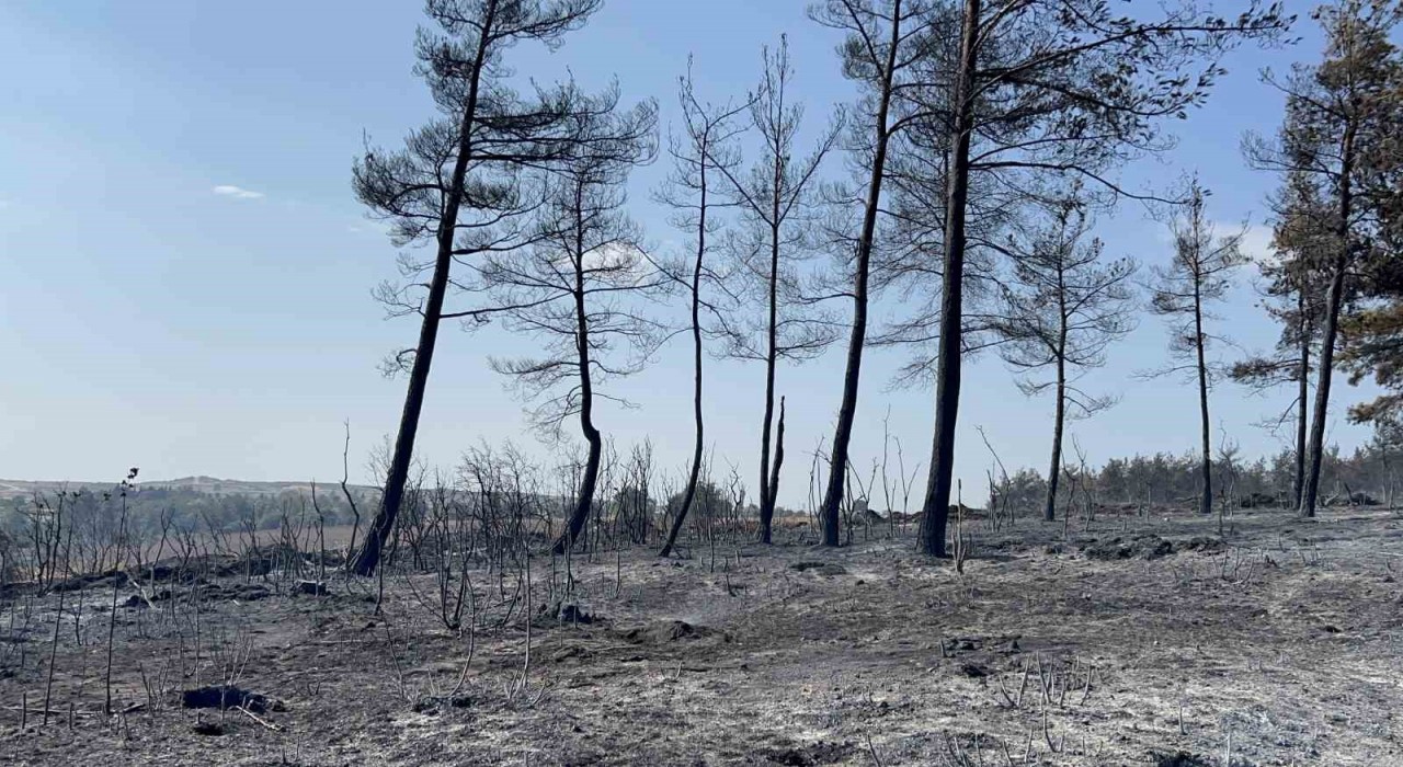 Geliboluda çıkan orman yangını tamamen kontrol altına alındı