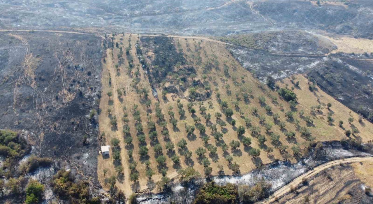 Geliboluda yaşayan çiftçi zeytinliğinin altını sürdüğü için yangından etkilenmedi
