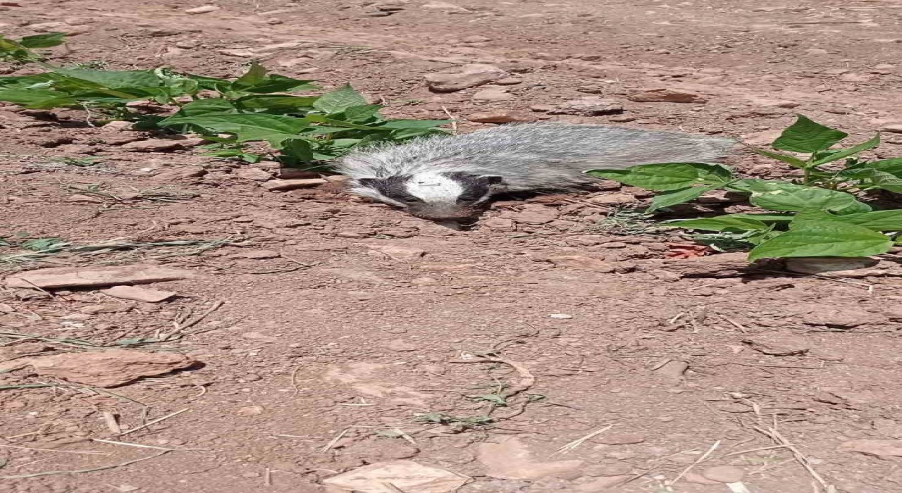 Gercüşte nesli tükenmekte olan porsuk görüntülendi