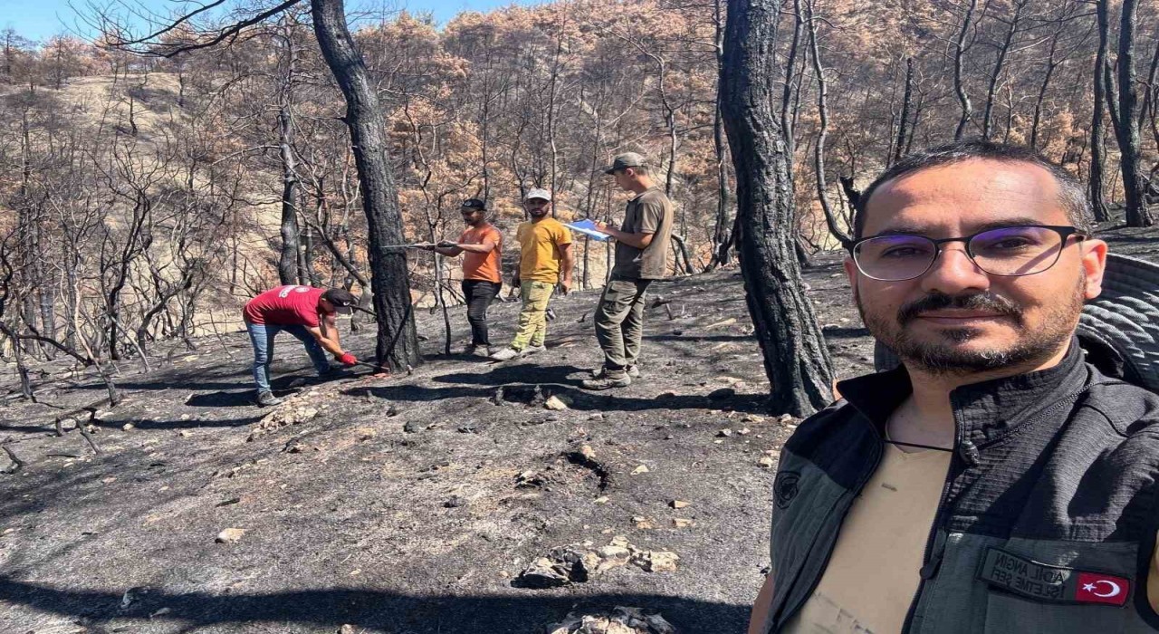 Geyvenin yanan ormanları yeniden yeşeriyor