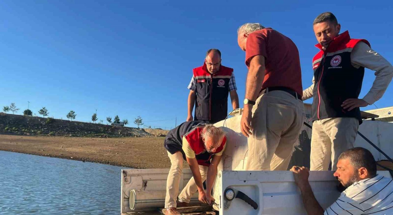 Gökçedere Göletine 150 bin sazan yavrusu bırakıldı