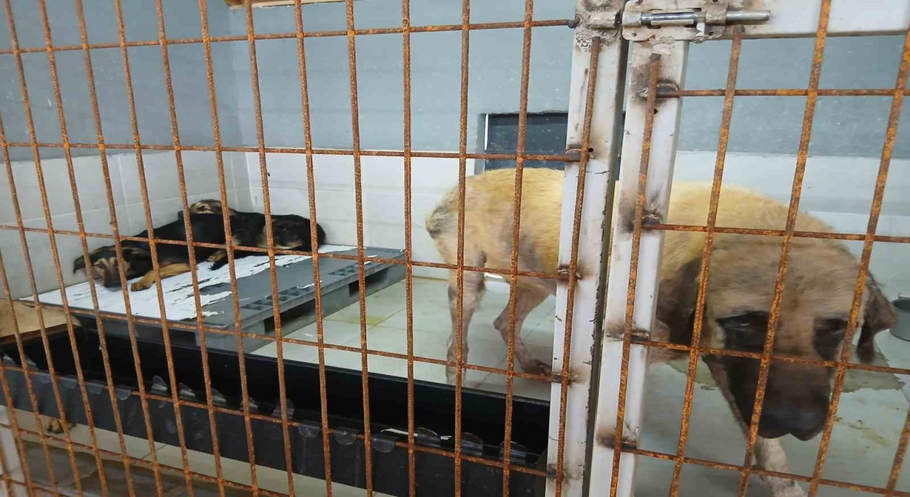 Gölcük Belediyesinden sosyal medyadaki hayvan barınağı iddialarına yalanlama