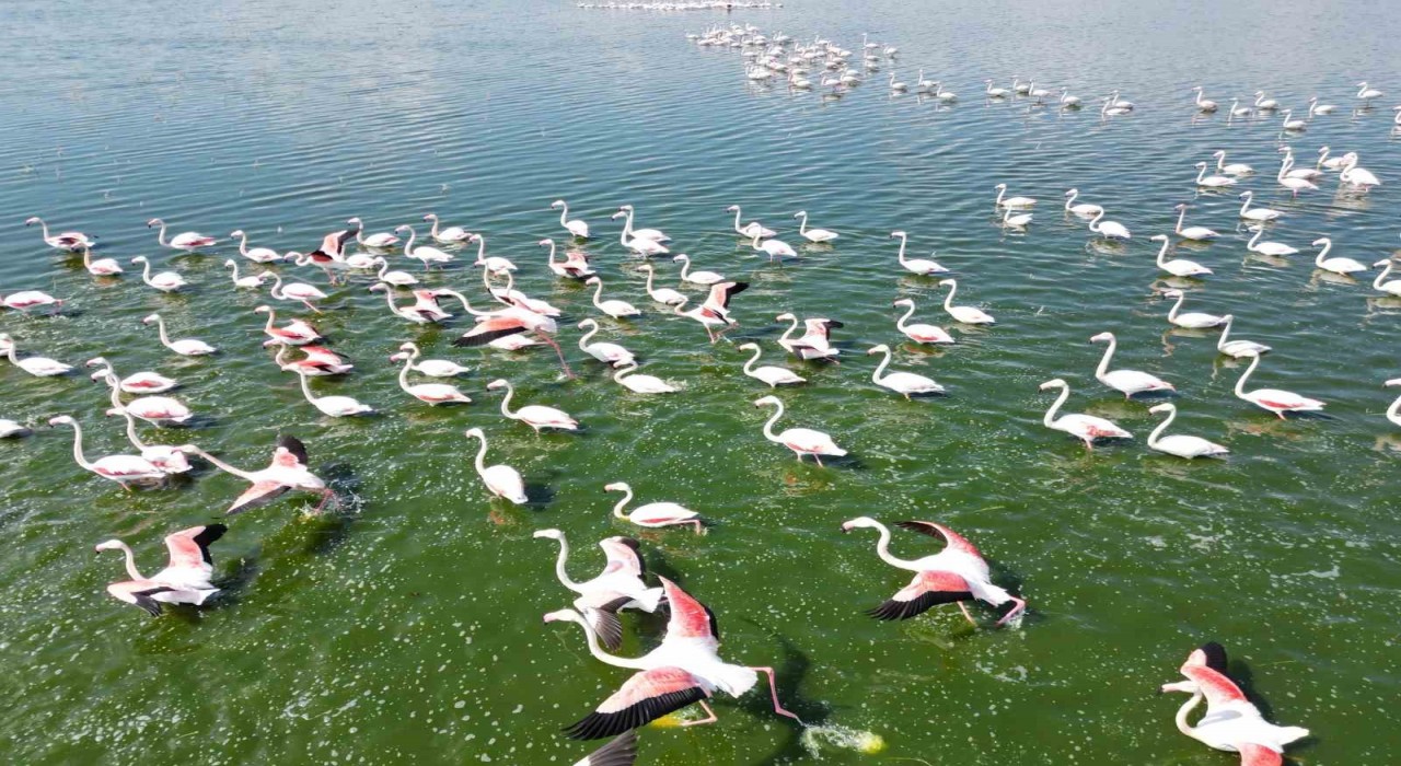 Gölde görüntülenen flamingolar görsel şölen oluşturdu