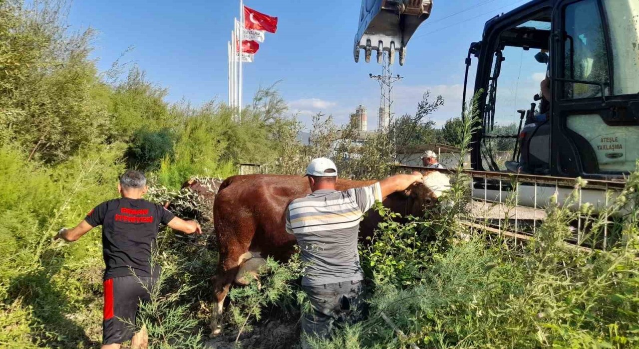 Gölete düşen inekler kepçe ile kurtarıldı