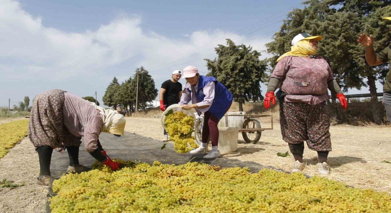 Gönüllü gençler üzüm kesti, üretimi yerinde öğrendi