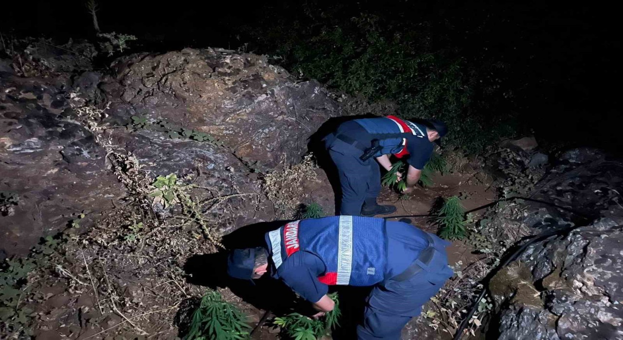 Gördeste 167 kök Hint keneviri ele geçirildi