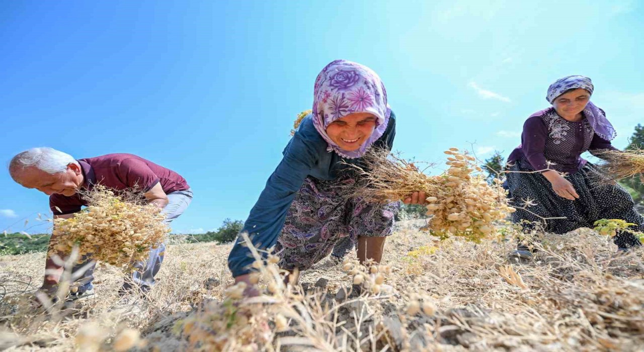 Gülnarda atalık tohum desteğiyle üretilen nohutlar hasat edildi