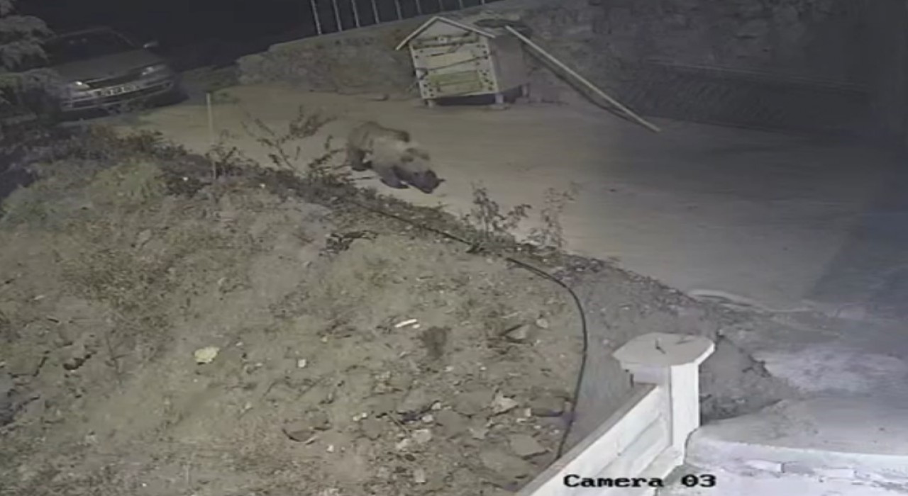 Gümüşhanede ayı, kedilere bırakılan mama kabına dadandı