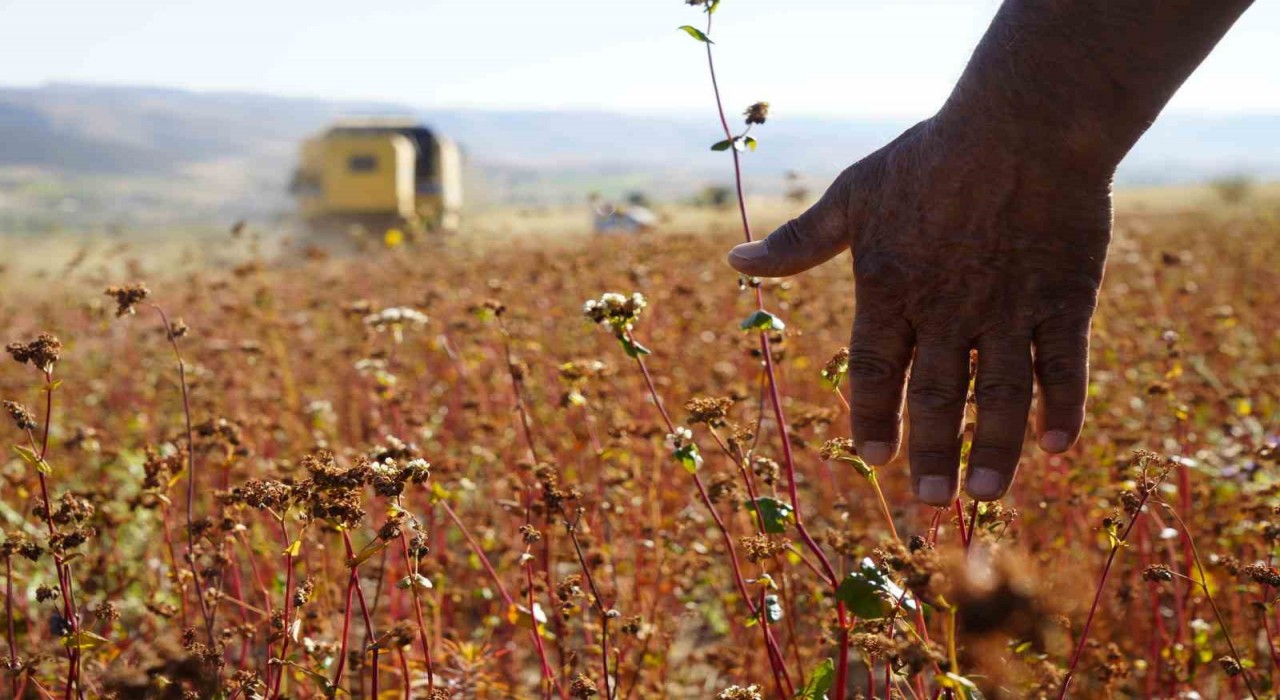 Gümüşhanede karabuğday hasadı başladı