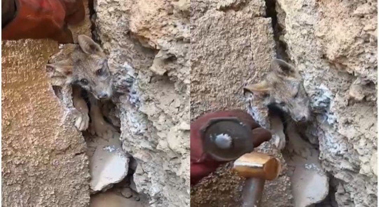 Hakkaride iki kayanın arasına sıkışan tilkiyi orman işçileri kurtardı