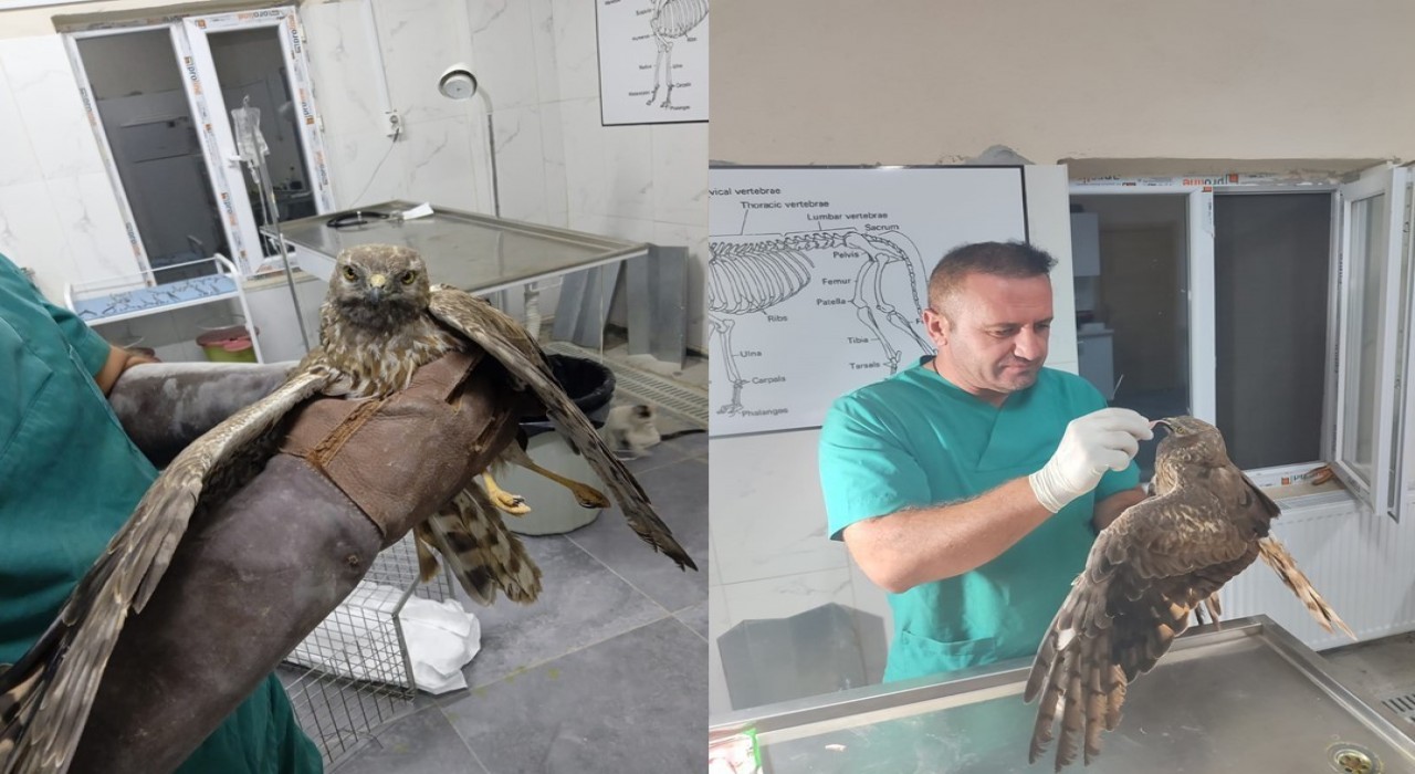 Hakkaride tedavi edilen şahin tekrar doğaya bırakıldı