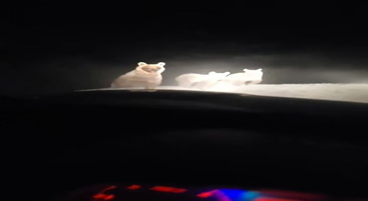 Hakkâride ayı ailesi görüntülendi