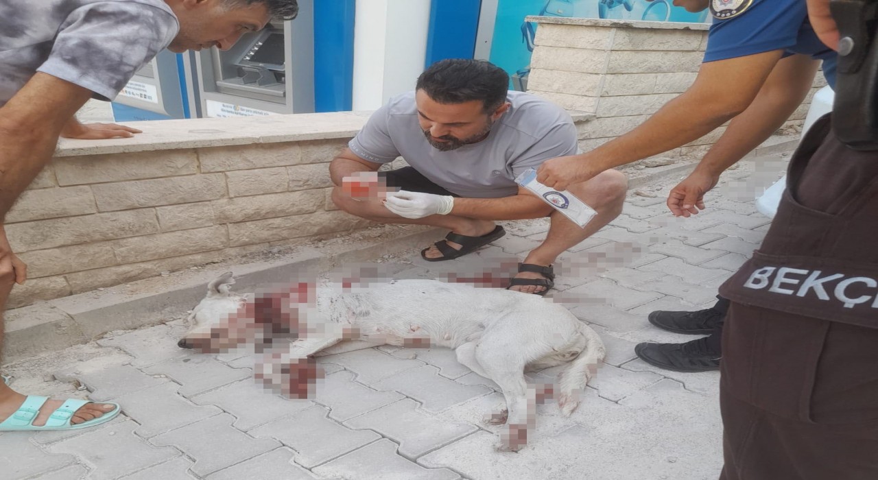 Hamile köpeği tüfekle vuran cani tutuklandı