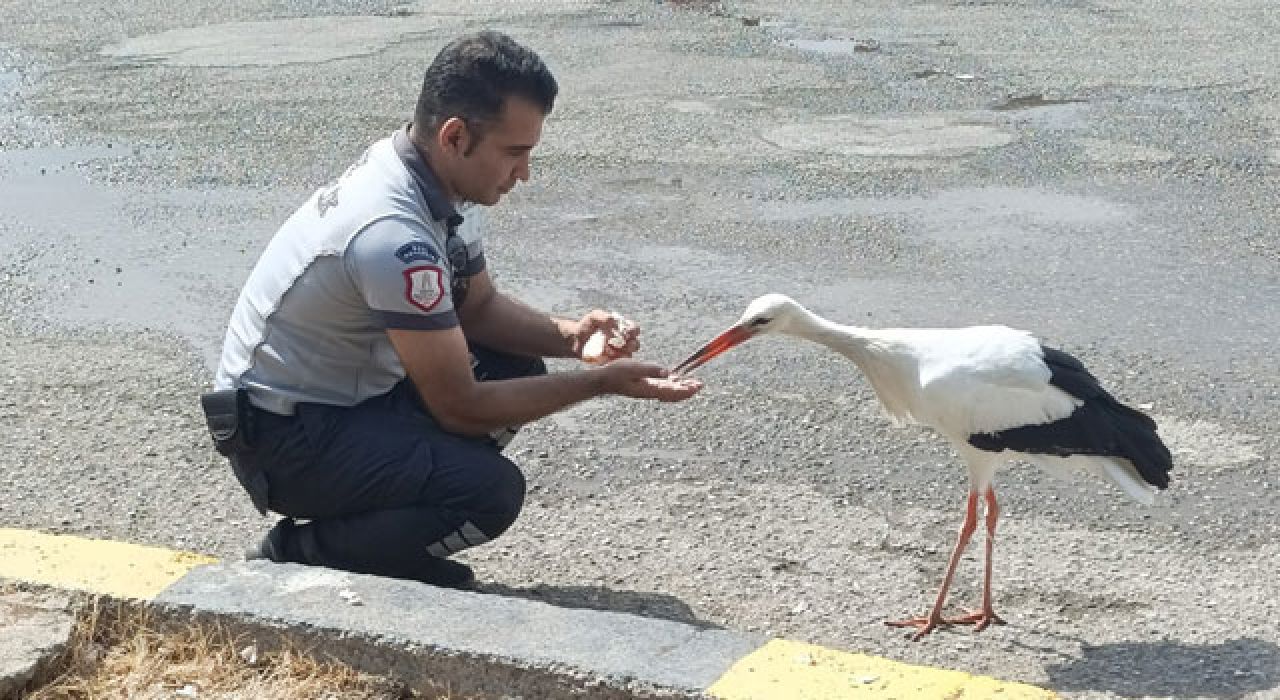 Hatay’da Bitkin Leylek Kurtarıldı: HBB Personeli Duyarlılığıyla Örnek Oldu
