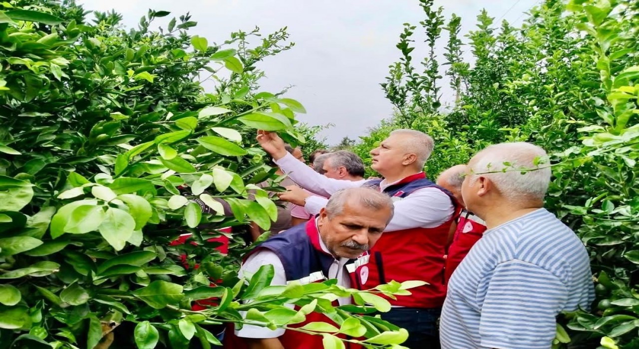 Hatayda narenciye bahçeleri zararlı organizmalara karşı incelendi