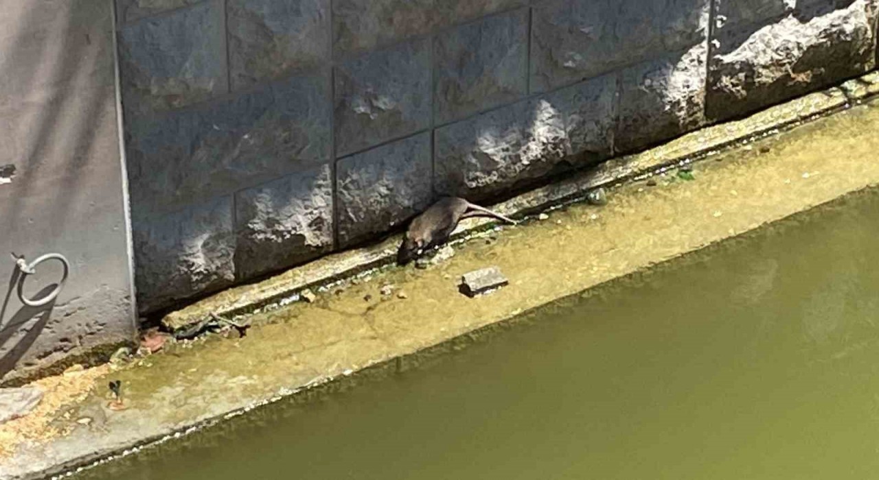 Havalar ısınınca fareler Porsuk Çayına geri döndü