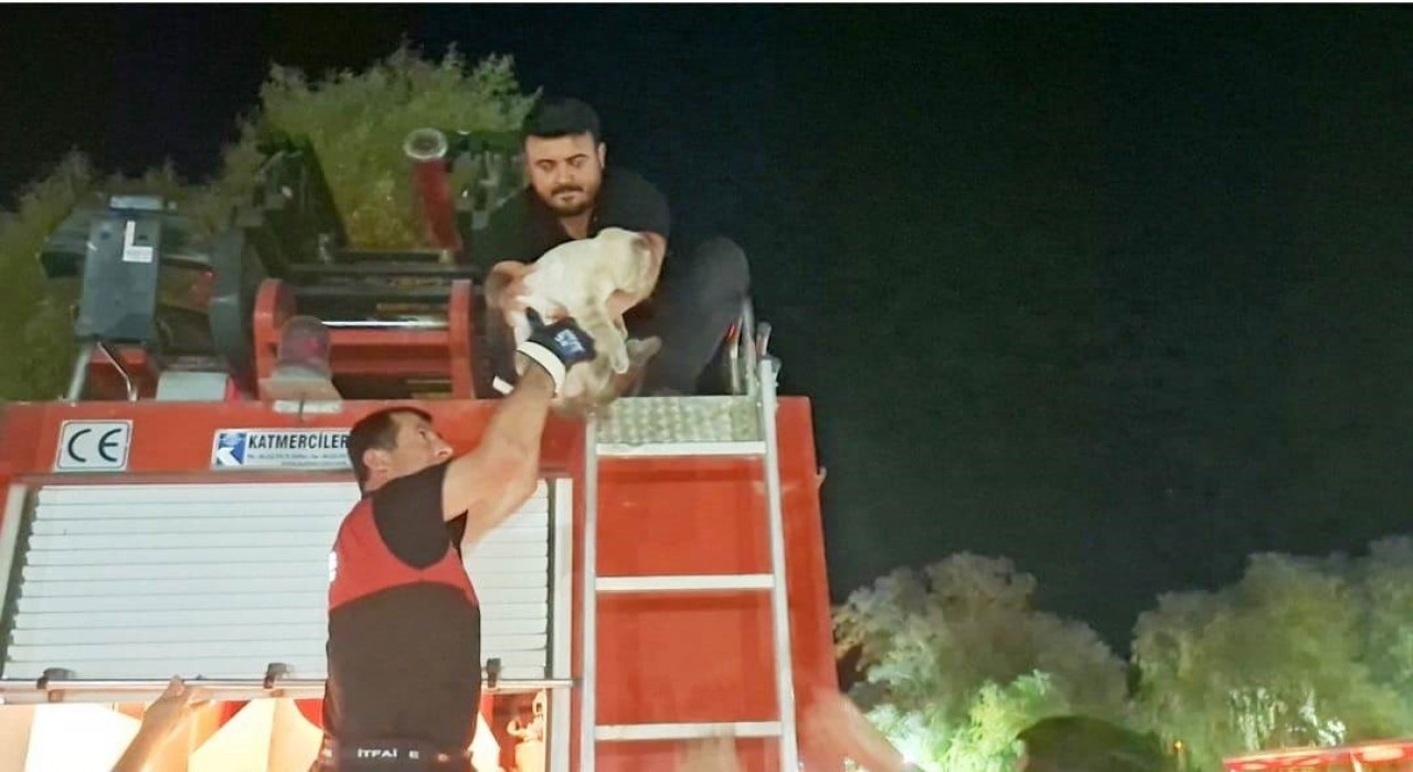 Hisarcıkta ağaçta mahsur kalan kedi itfaiye ekipleri tarafından kurtarıldı