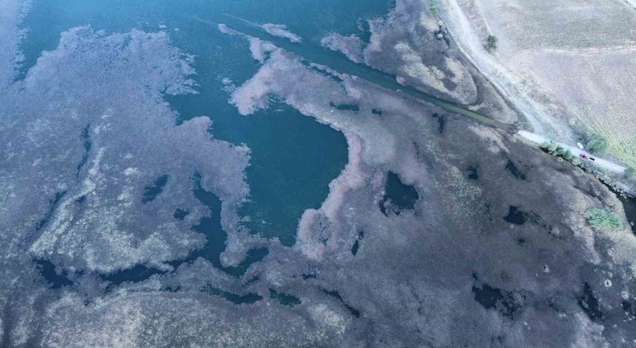 Hızla yayılan yosun ve sazlıklar göleti kapladı