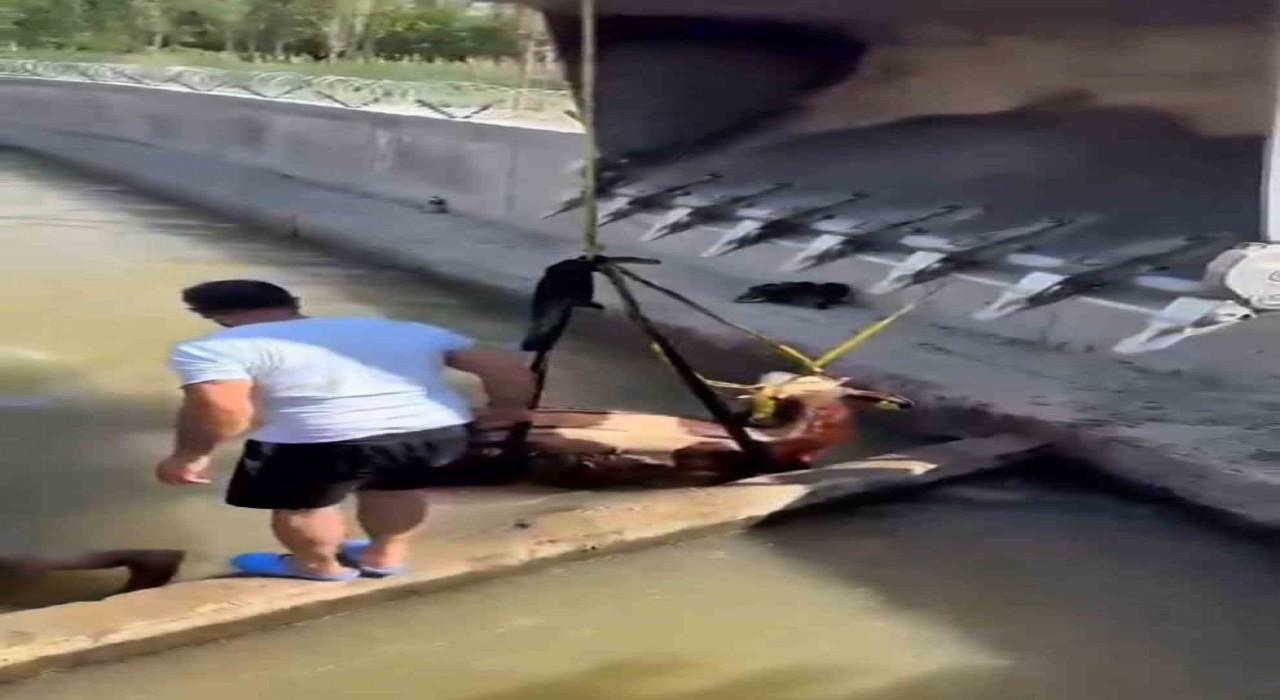 Iğdırda kanala düşen inek kepçe ile kurtarıldı