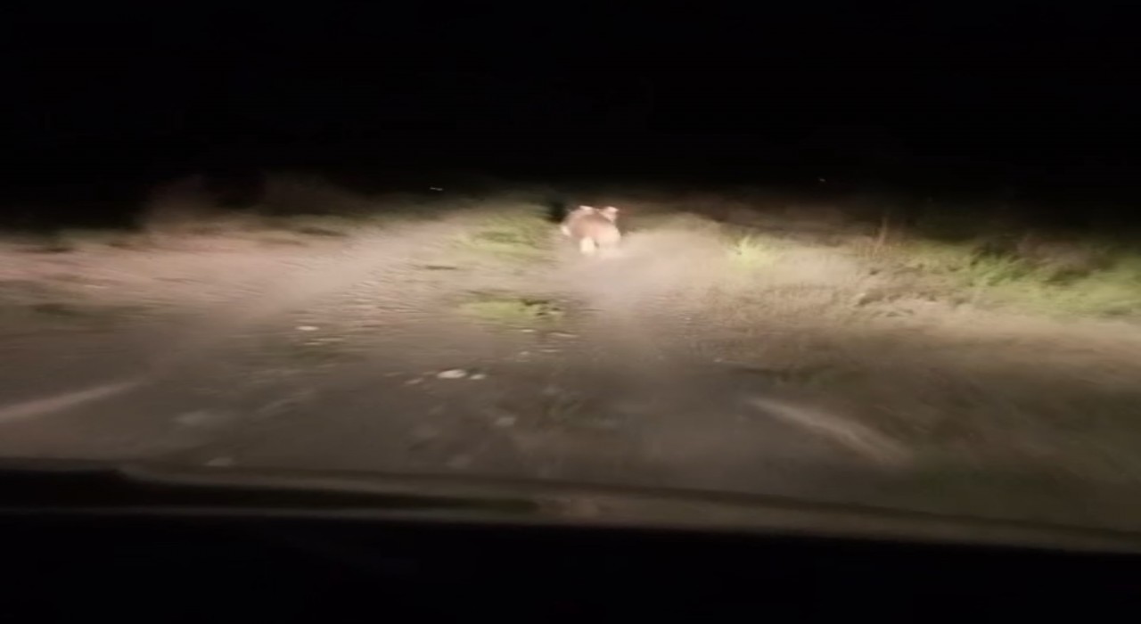 Iğdırda köye inen ayıyı arabayla kovaladılar