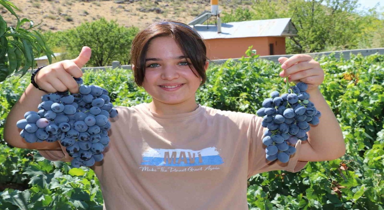İki asırlık Üzümlünün bağlarında Cimin üzümü hasadı başladı