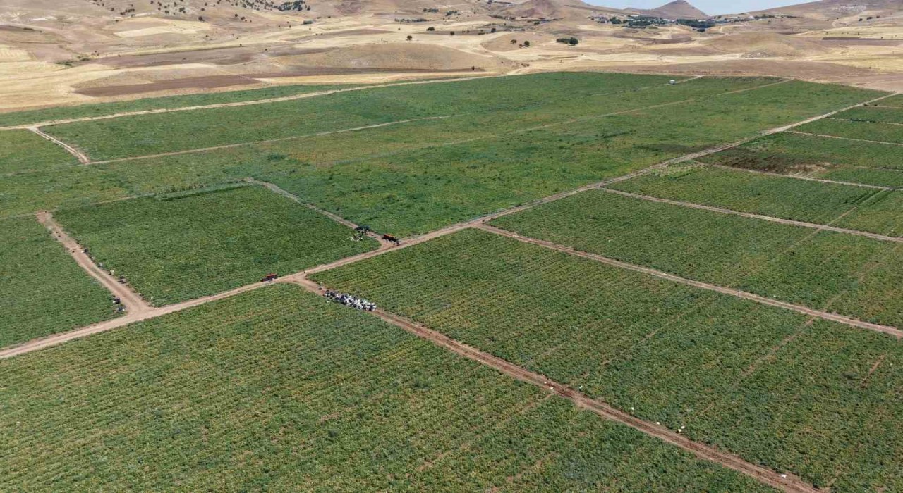 İki bin dönüme domates eken üretici: Dışarıda 25 liraya alacağınıza tarladan 8 liraya alın