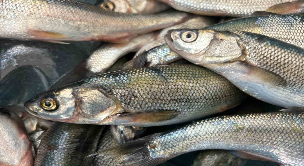 İnci kefali tezgâhlarda yerini aldı