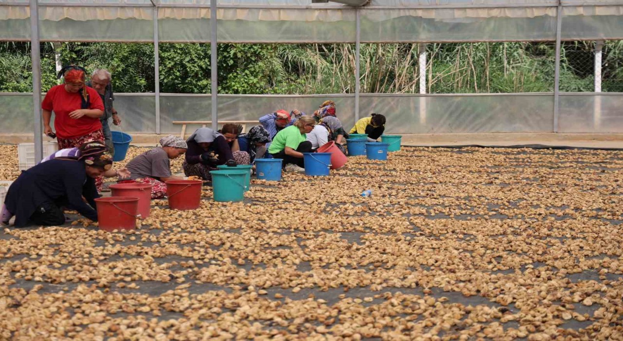 İncirlerini kurutmaya başlayan üreticilerin en büyük sıkıntısı hırsızlar