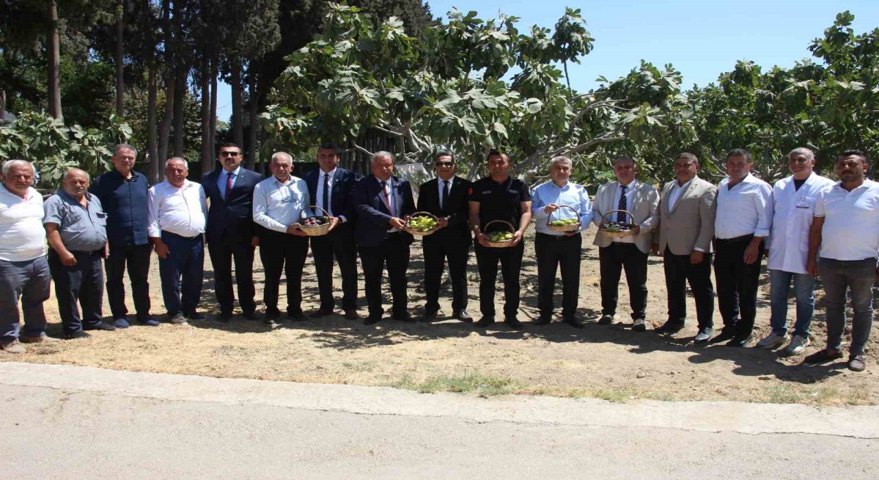 İncirliovada protokol üyeleri incir hasadına katıldı