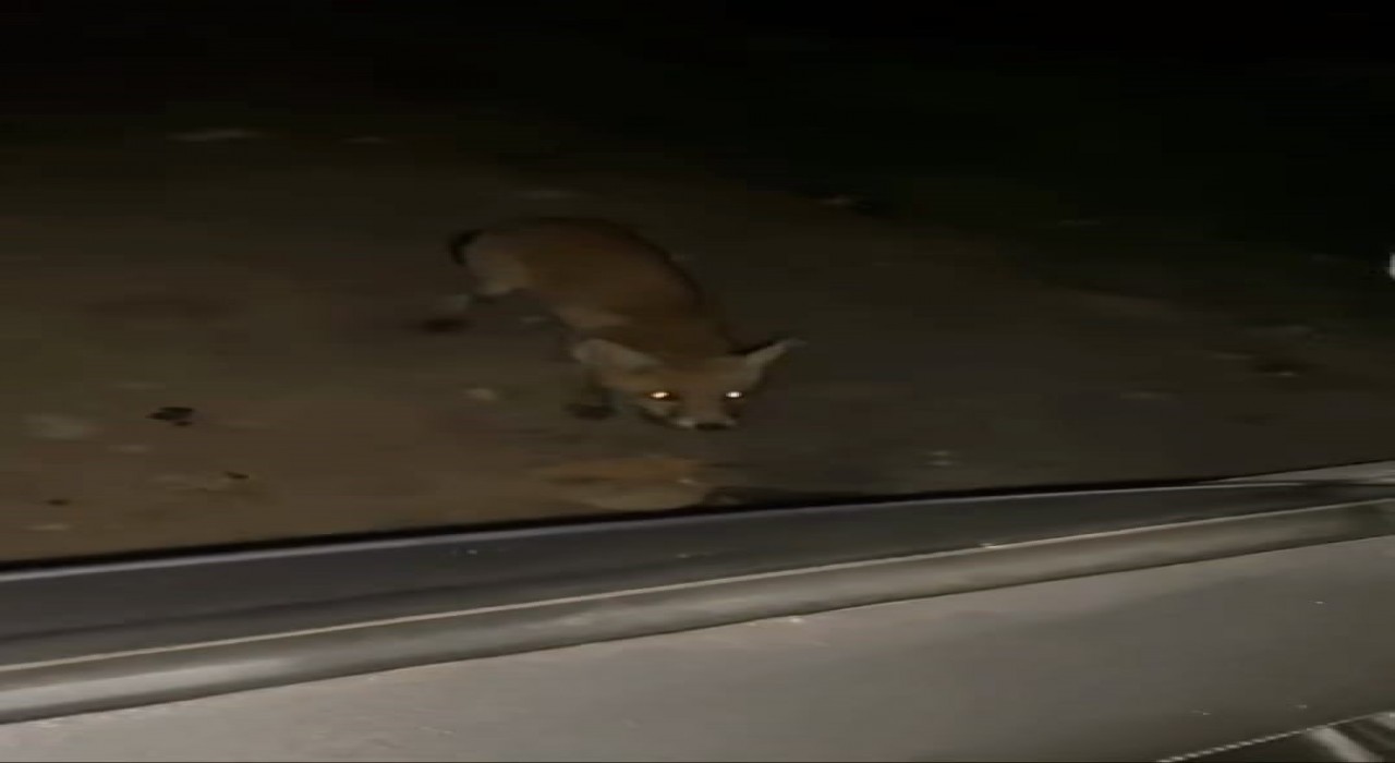 İnegölde sürücü tilkiyi cipsle besledi