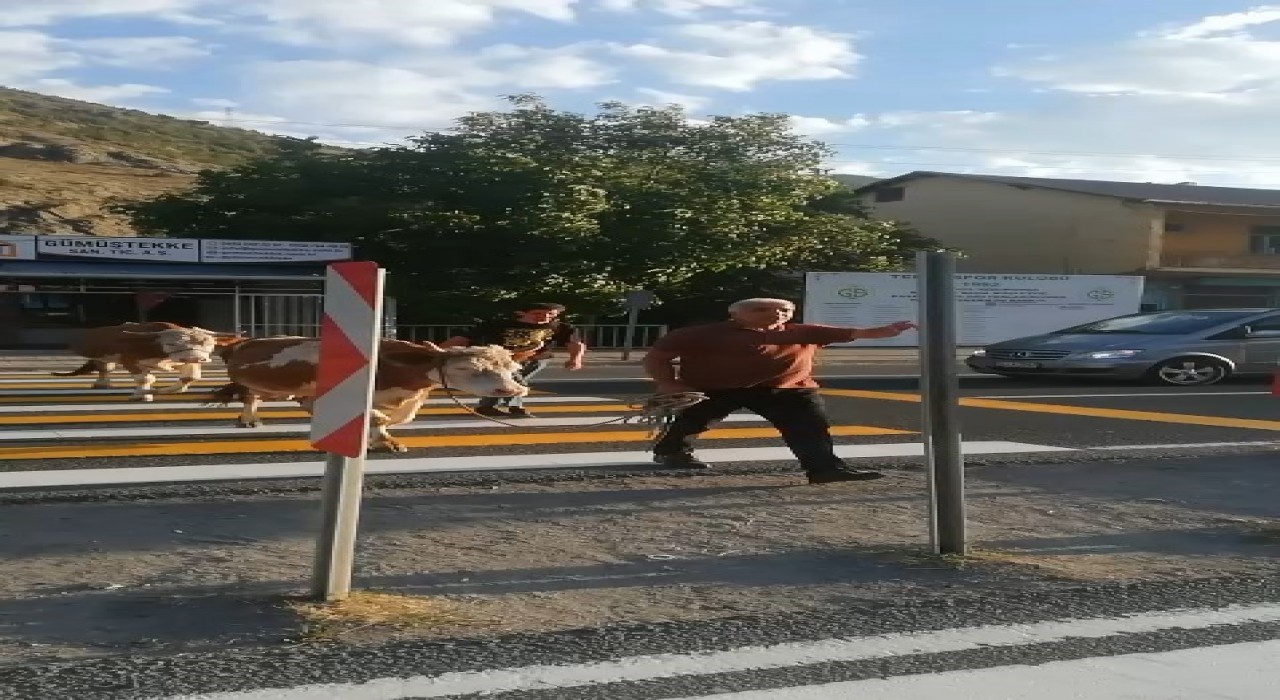 İnekler yaya geçidini kullandı, sahibi Mecburen dedi