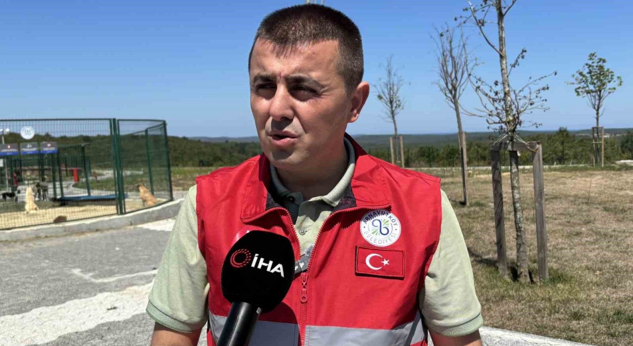 İstanbul Valiliğinin talimatı sonrası Arnavutköyde sahipsiz hayvanlar toplanmaya başlandı