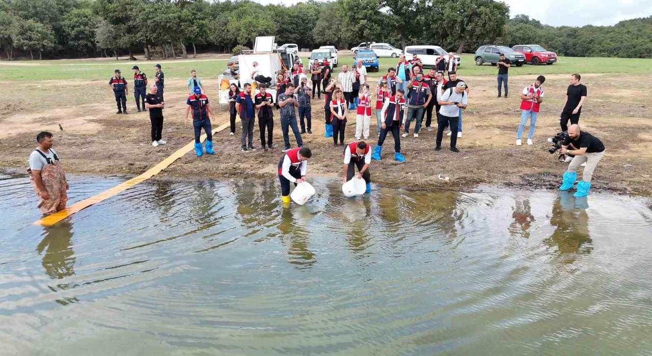 İstanbuldaki göletlere 3,7 milyon yerli üretim sazan yavrusu bırakıldı