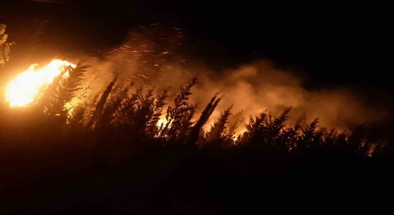 İzmirde makilik ve ormanlık alanda yangın