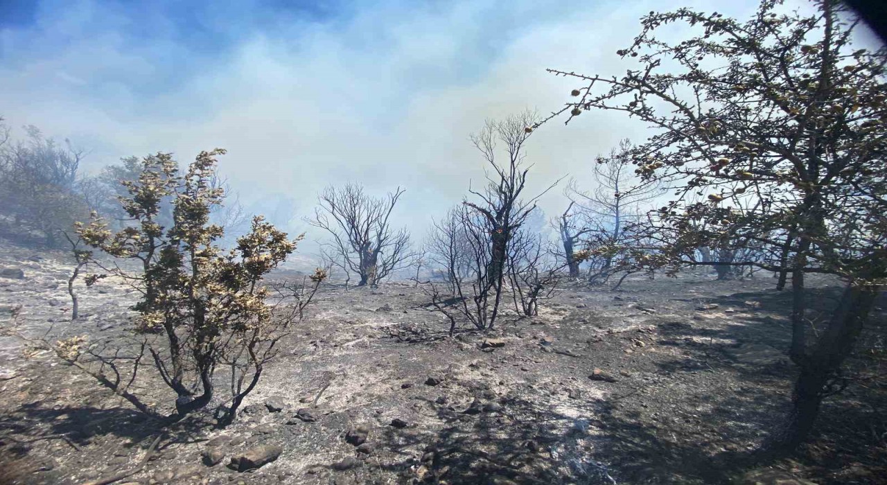 İzmirde ormanlık alanda yangın çıktı: Havadan ve karadan müdahale başladı