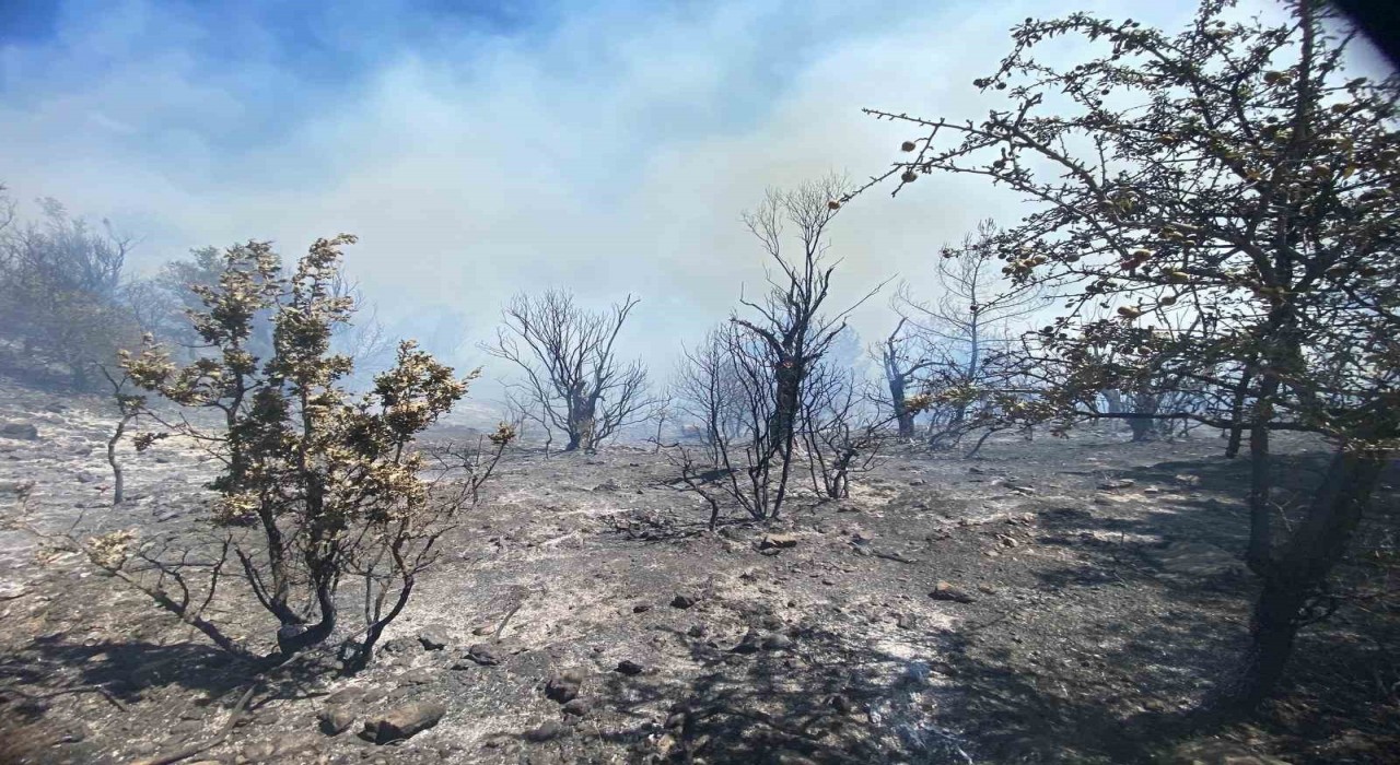 İzmirdeki orman yangını kontrol altına alındı