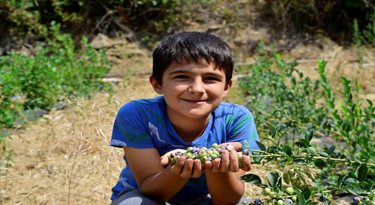 İzmirin ilk toprağa dikim yaban mersini hasat edildi