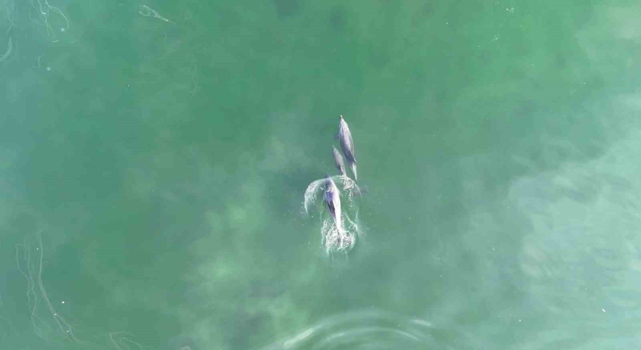 İzmit Körfezinde yunusların muhteşem dansı